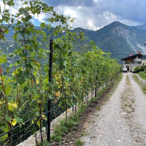 Agritur Calvola - Trentino