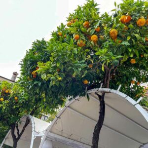 Limone sul Garda - Lago di Garda