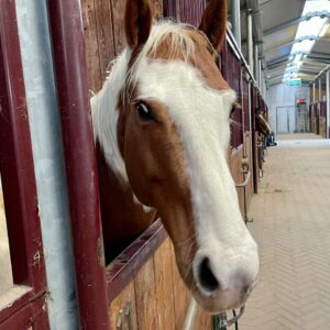 PratiSaiano - Reiten in Arco - Gardasee Holiday